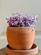 Load image into Gallery viewer, Tradescantia Pink Panther (Callisia C. Repens)
