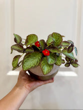 Load image into Gallery viewer, Flame violet (Episcia Cupreata)
