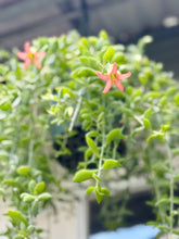 Load image into Gallery viewer, Cliff Cotyledon (Cotyledon Pendens)
