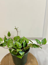 Load image into Gallery viewer, Hoya Verticillata “black margin”
