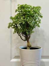 Load image into Gallery viewer, Ming Aralia (Polyscias fruticosa)
