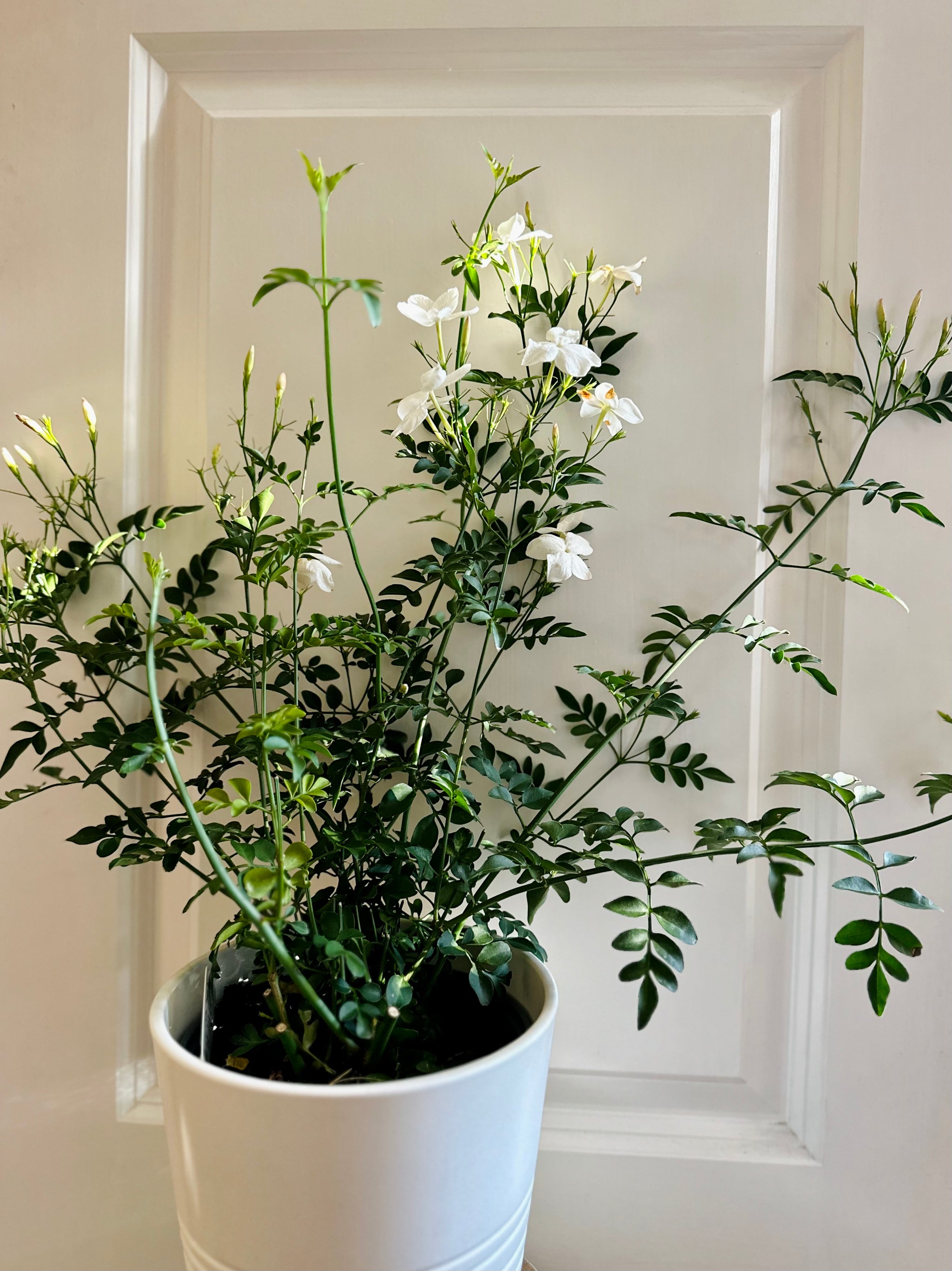 Common jasmine (jasminum officinale) – Happy Sunrize