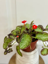 Load image into Gallery viewer, Flame violet (Episcia Cupreata)
