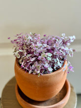 Load image into Gallery viewer, Tradescantia Pink Panther (Callisia C. Repens)
