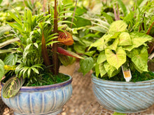 Load image into Gallery viewer, Assorted Greenery Arrangement
