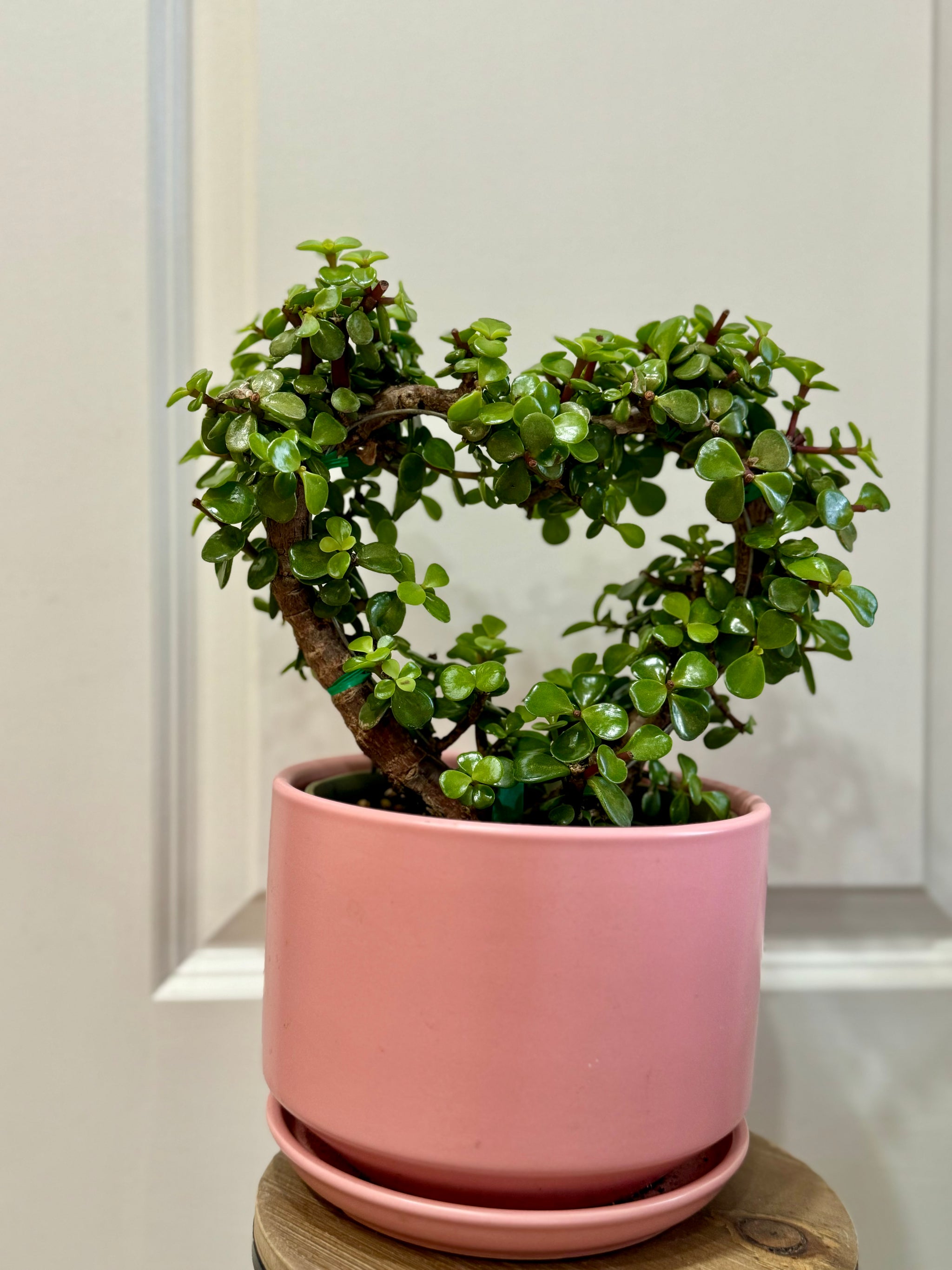 Portulacaria Hearts – Happy Sunrize