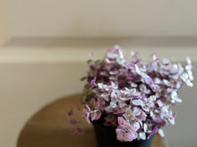 Load image into Gallery viewer, Tradescantia Pink Panther (Callisia C. Repens)
