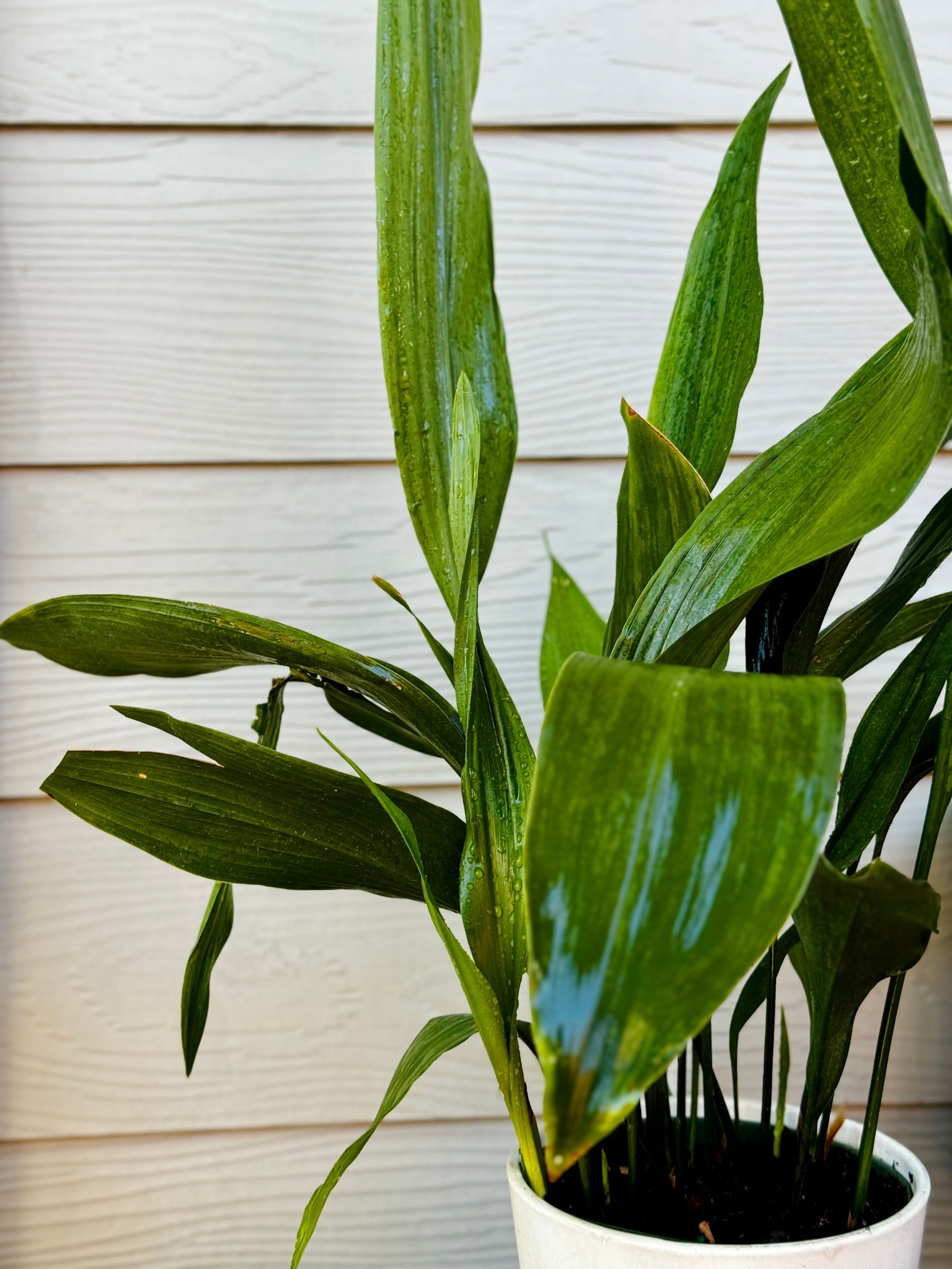 cast iron indoor plant Cast Iron Plant (Aspidistra elatior) – Happy Sunrize