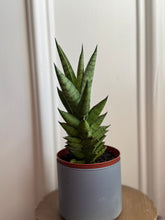 Load image into Gallery viewer, “Thai Tower” Sansevieria
