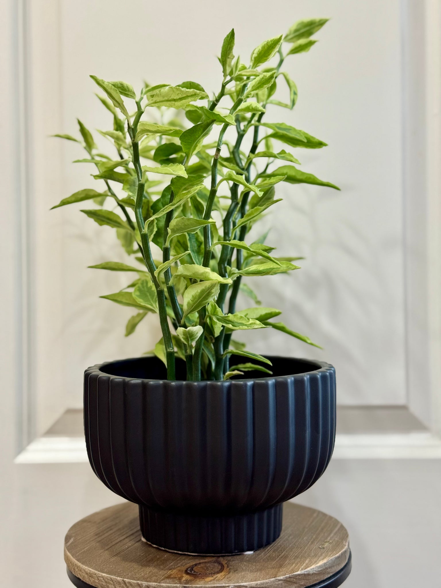 ridged plant pot Ridged Bowl Planter