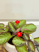 Load image into Gallery viewer, Flame violet (Episcia Cupreata)
