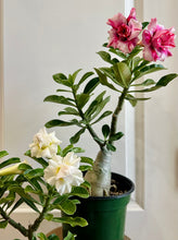 Load image into Gallery viewer, Grafted Desert rose (Adenium Obesum)
