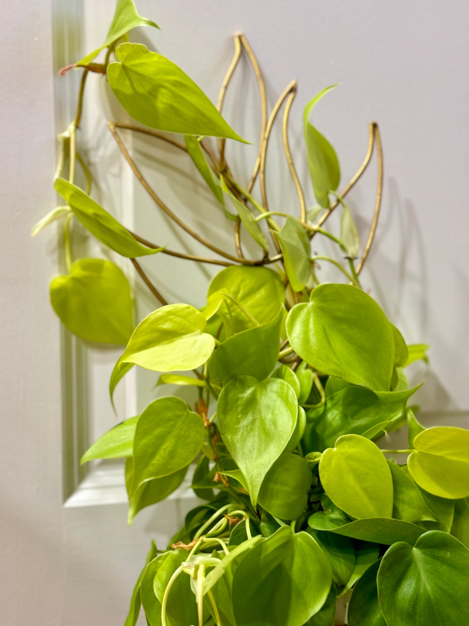 lemon lime philodendron vs brasil Lemon lime Philodendron (Philodendron Hederaceum Lemon Lime) – Happy Sunrize