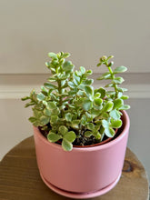 Load image into Gallery viewer, Portulacaria Variegated
