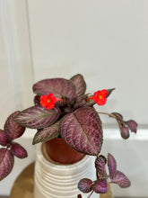 Load image into Gallery viewer, Flame violet (Episcia Cupreata)
