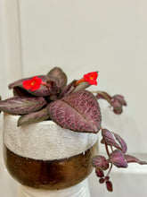 Load image into Gallery viewer, Flame violet (Episcia Cupreata)
