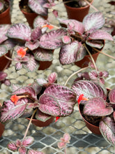 Load image into Gallery viewer, Flame violet (Episcia Cupreata)
