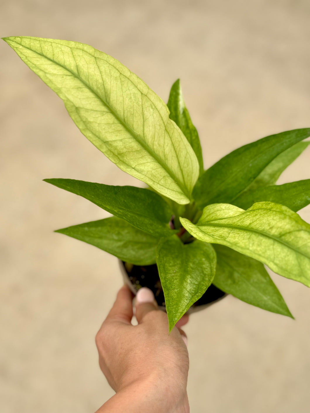 Anthurium Hookeri Mint