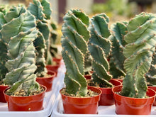 Load image into Gallery viewer, Spiral Cactus (Cereus Forbesii ‘Spiralis’)

