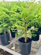 Load image into Gallery viewer, Norfolk Pine
