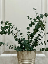 Load image into Gallery viewer, Glacier Eucalyptus
