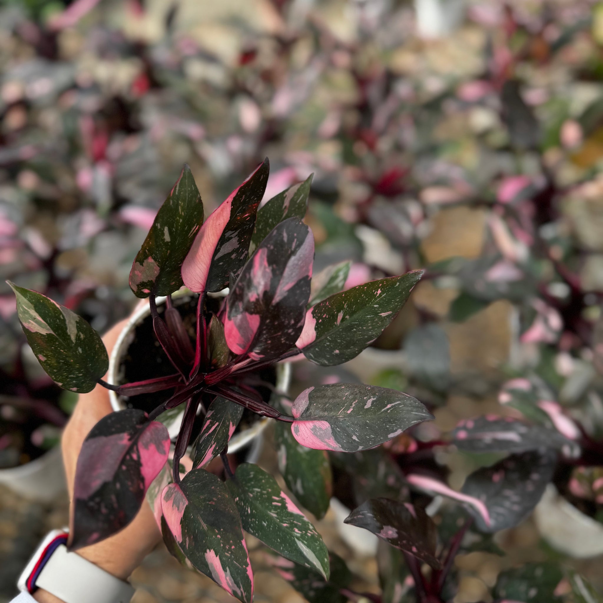 philodendron pink princess shop Pink Princess Philodendron – Happy Sunrize