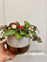 Load image into Gallery viewer, Flame violet (Episcia Cupreata)
