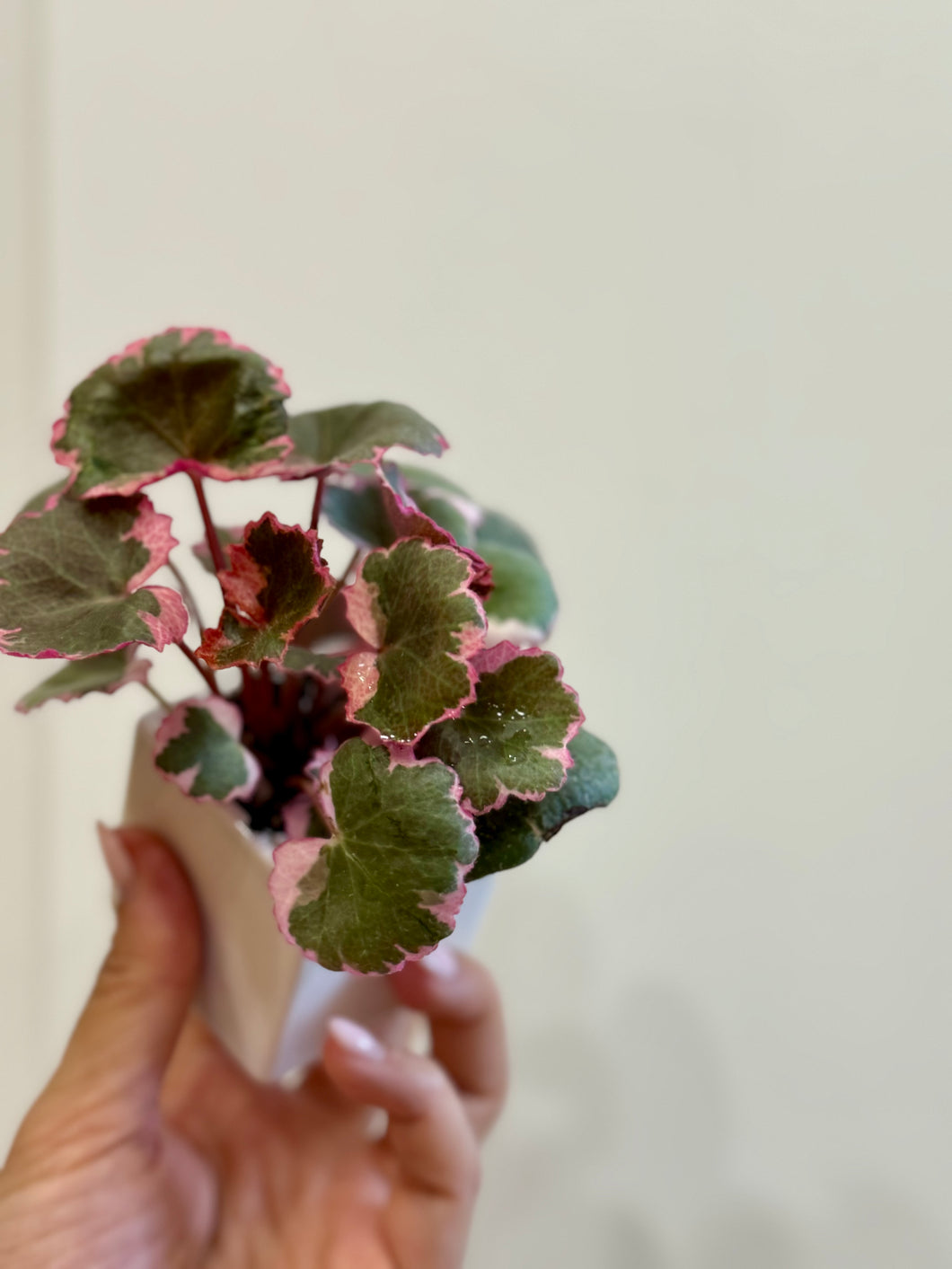 Variegated Strawberry Begonia (Saxifraga stolonifera variegata)