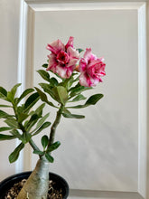 Load image into Gallery viewer, Grafted Desert rose (Adenium Obesum)
