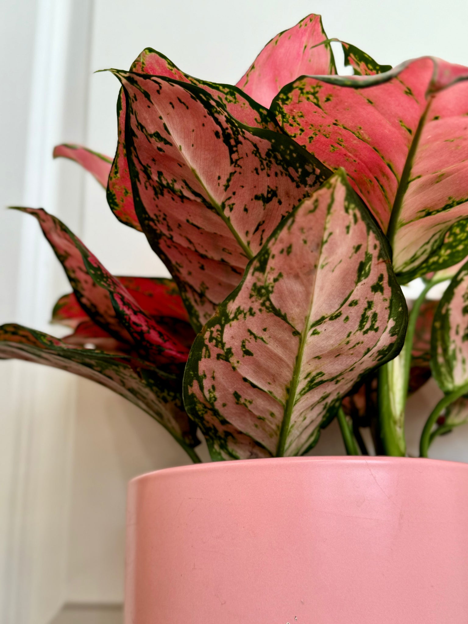 red valentine aglaonema Red Valentine Chinese Evergreen (Aglaonema) – Happy Sunrize