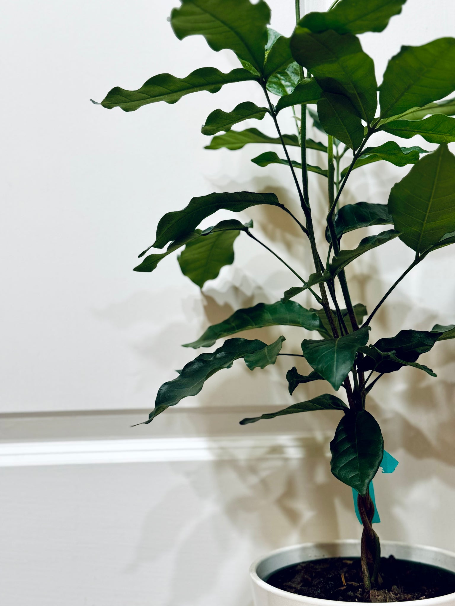 mahogany house plant Natal mahogany (Trichilia emetica) – Happy Sunrize