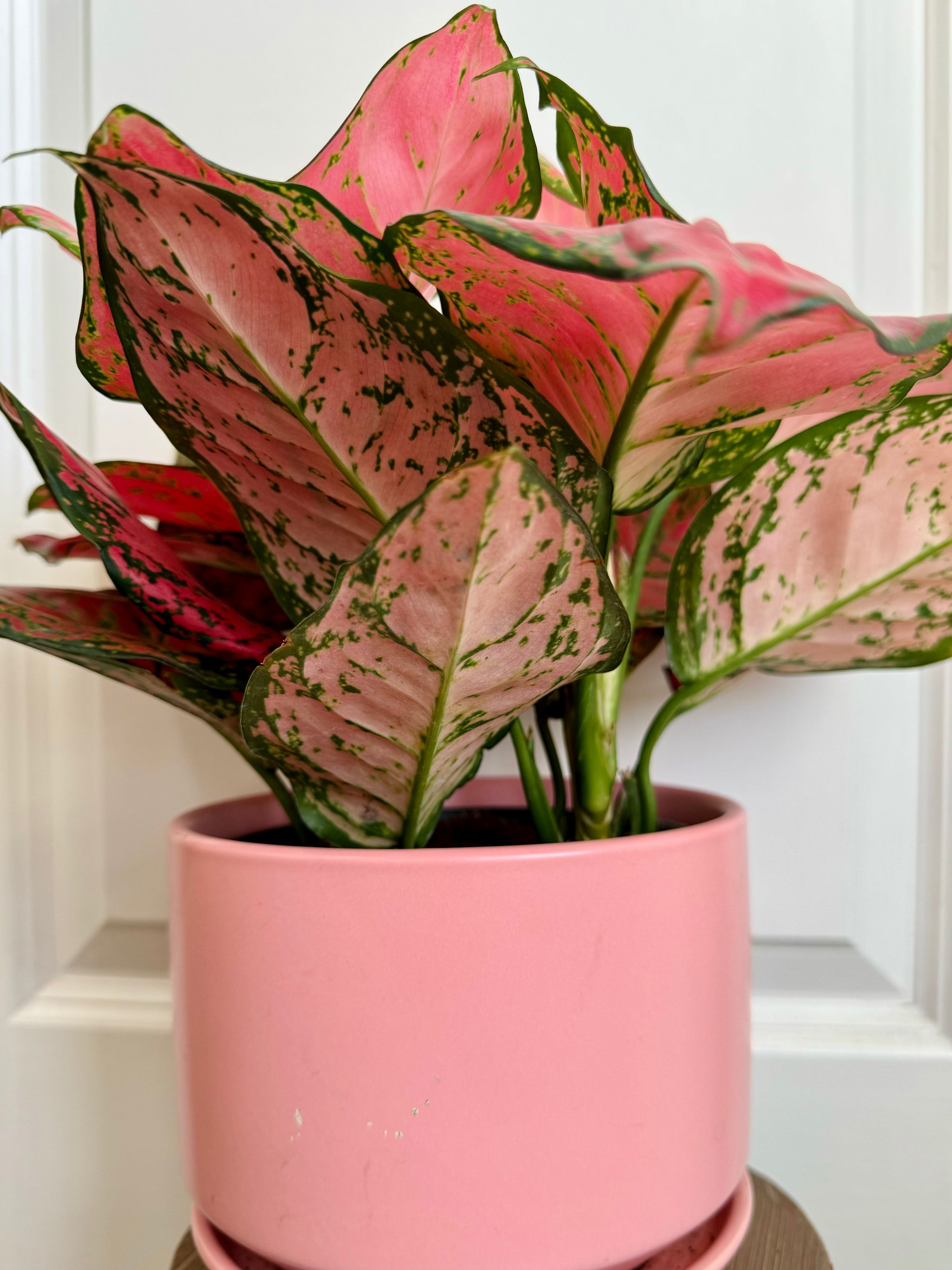 Red Valentine Chinese Evergreen (Aglaonema) – Happy Sunrize