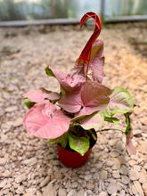 Load image into Gallery viewer, Pink Arrowhead Plant (Syngonium Podophyllum Pink Allusion)
