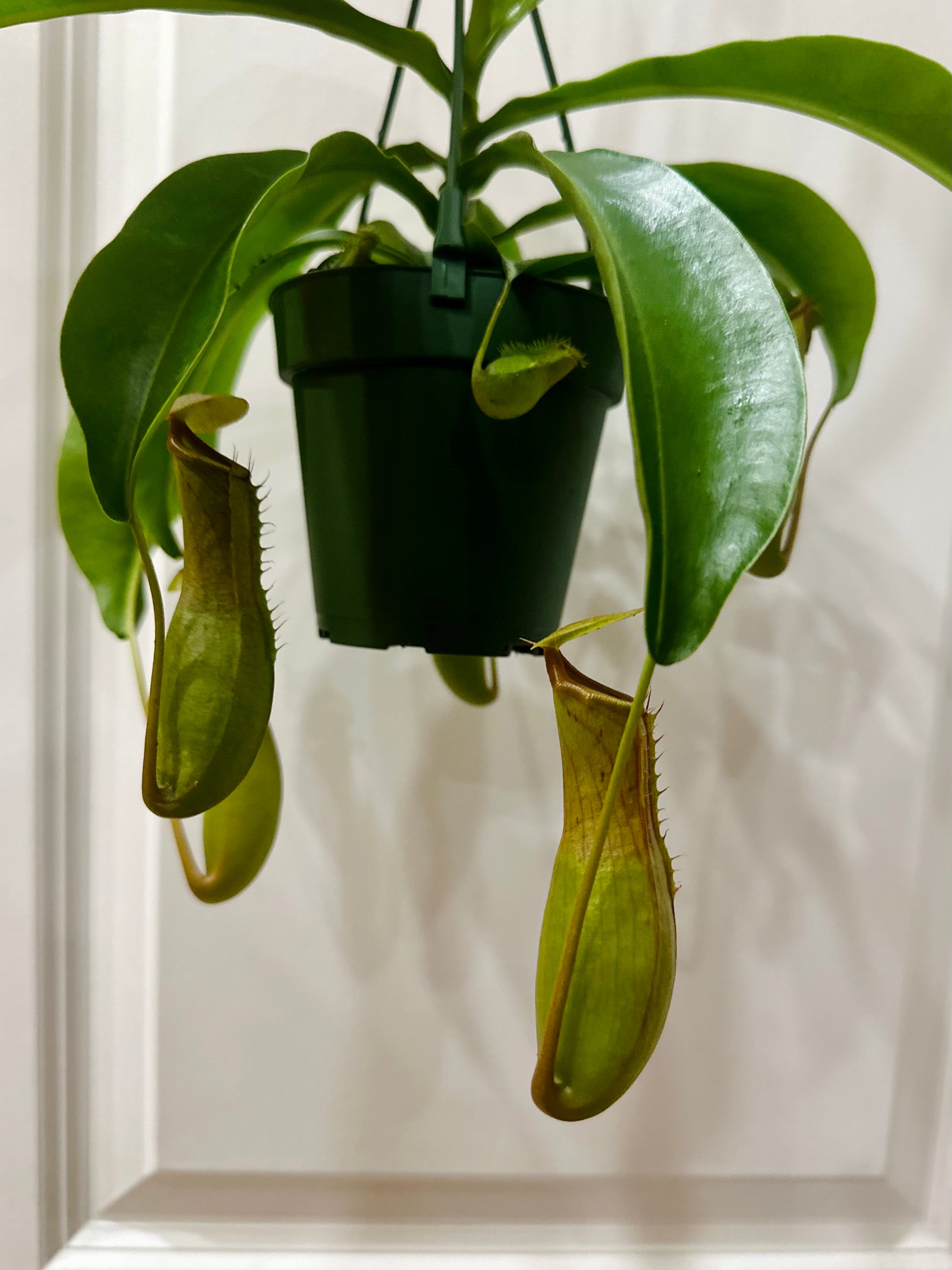 hanging pitcher plant Pitcher Plants (Nepenthes) – Happy Sunrize