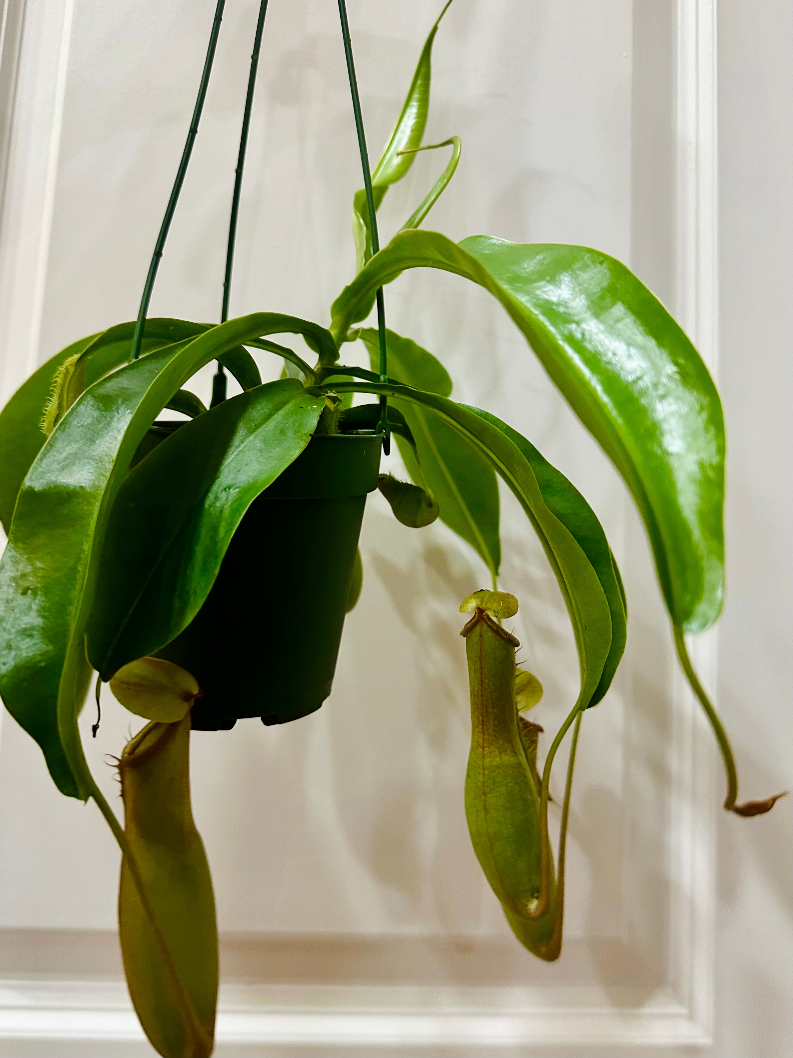 Pitcher Plants (Nepenthes) – Happy Sunrize