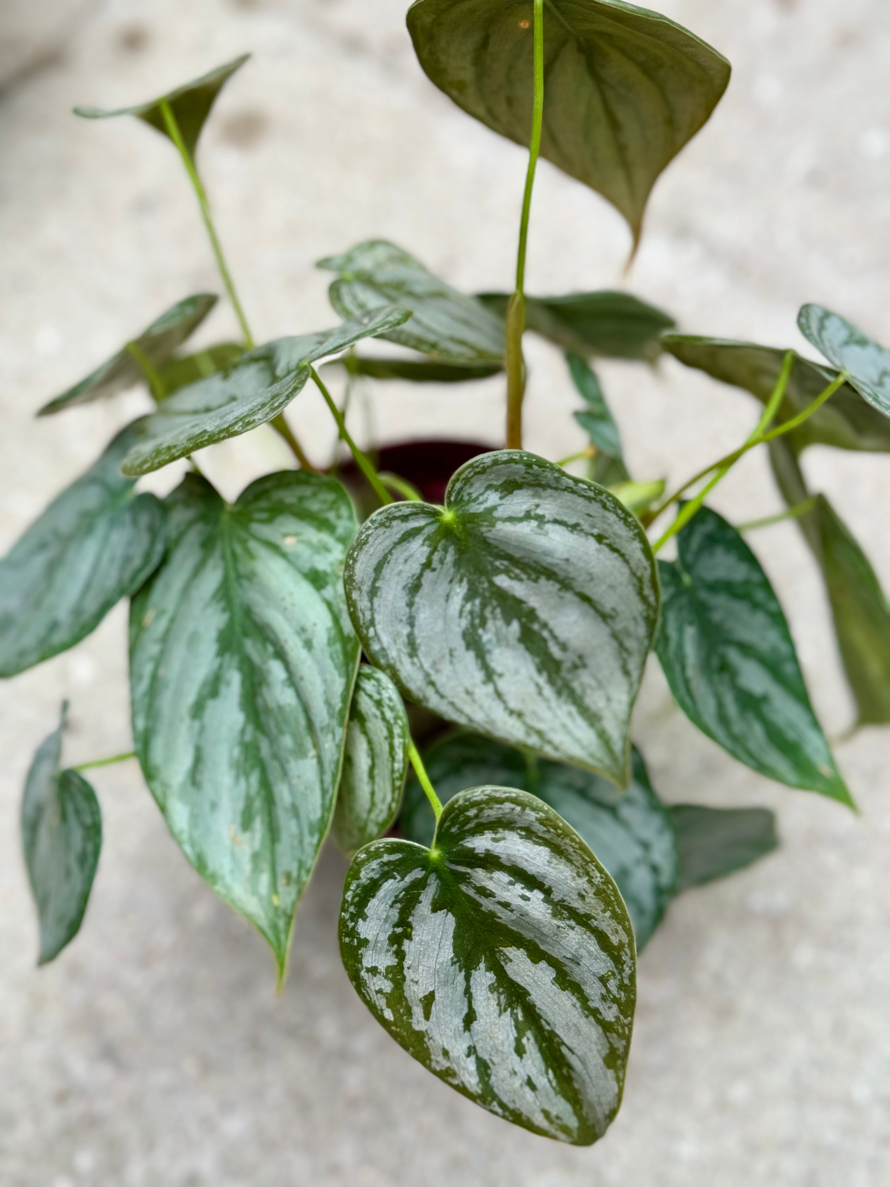 Silver leaf Philo (Philodendron Brandtianum)