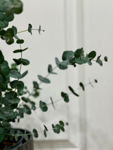 Load image into Gallery viewer, Glacier Eucalyptus
