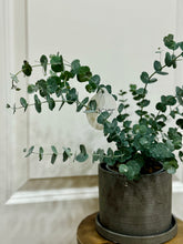 Load image into Gallery viewer, Glacier Eucalyptus
