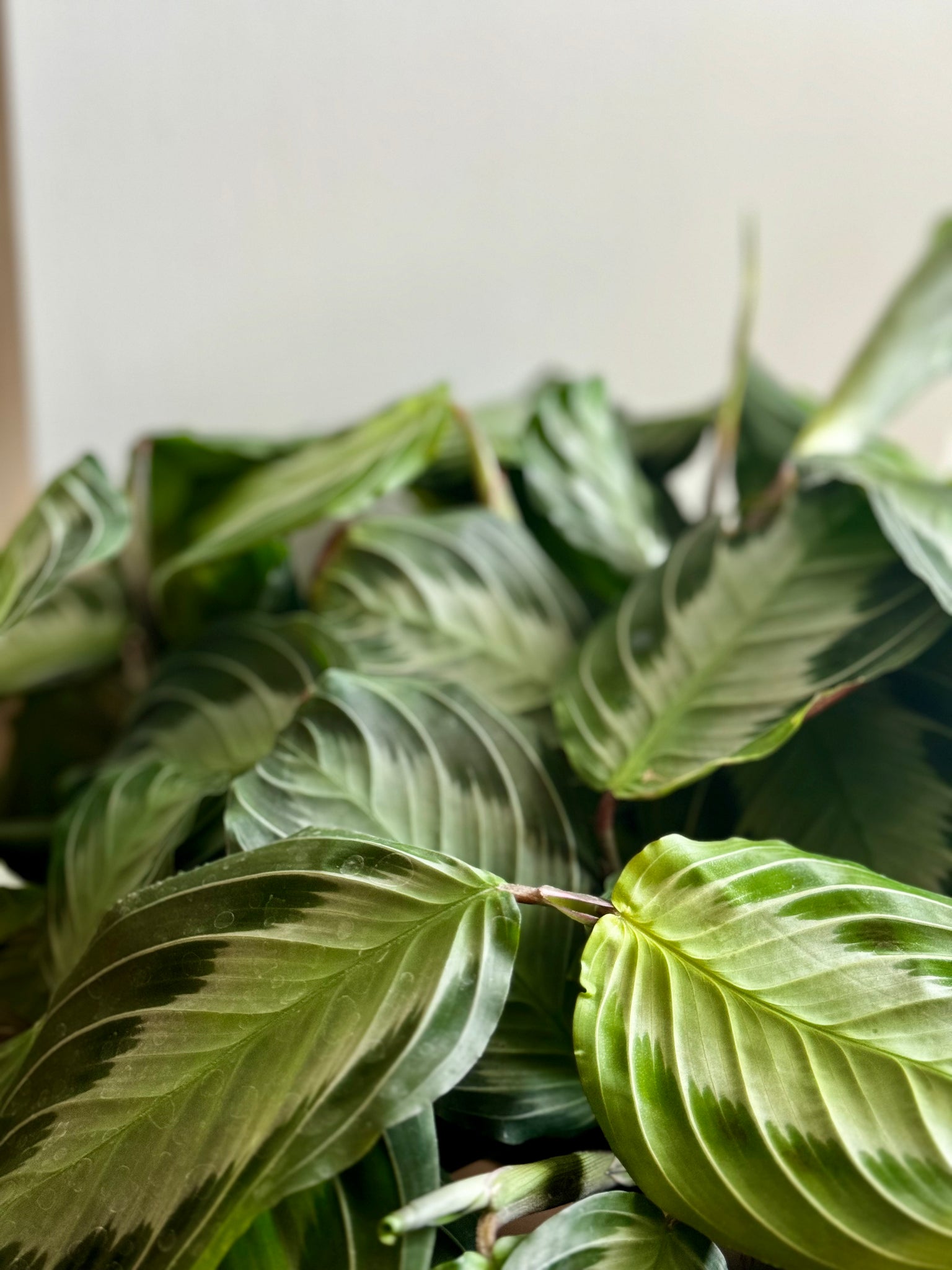 silver band prayer plant Silver Band Prayer Plant (Leuconeura Maranta Silver Band) – Happy Sunrize