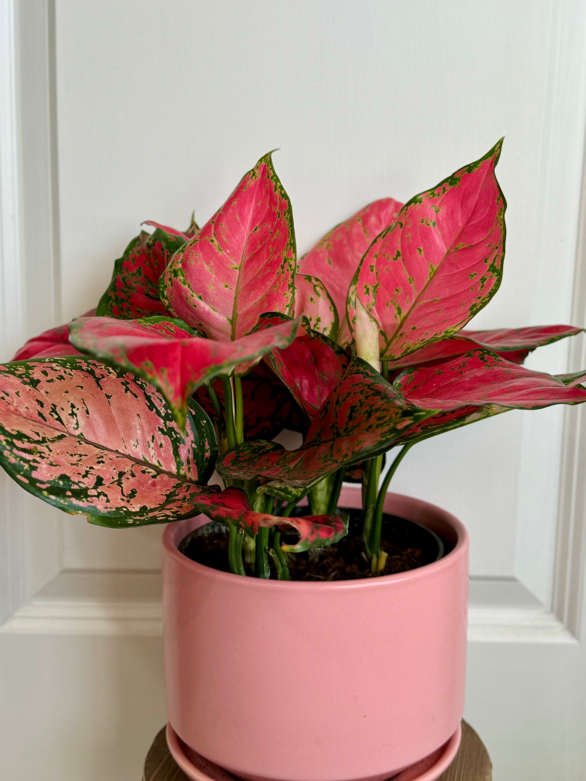 aglaonema commutatum red valentine Aglaonema Red Valentine
