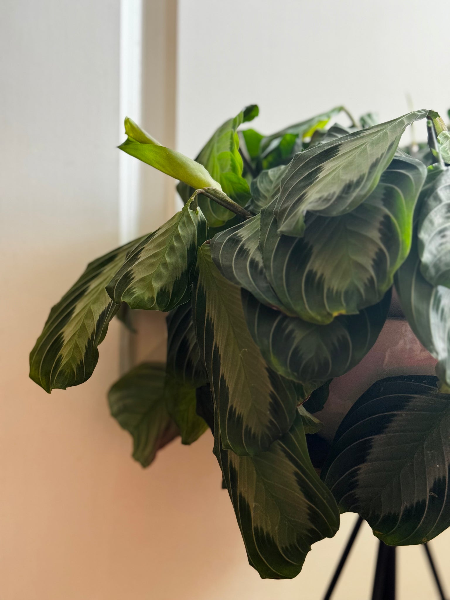 silver band prayer plant Silver Band Prayer Plant (Leuconeura Maranta Silver Band) – Happy Sunrize