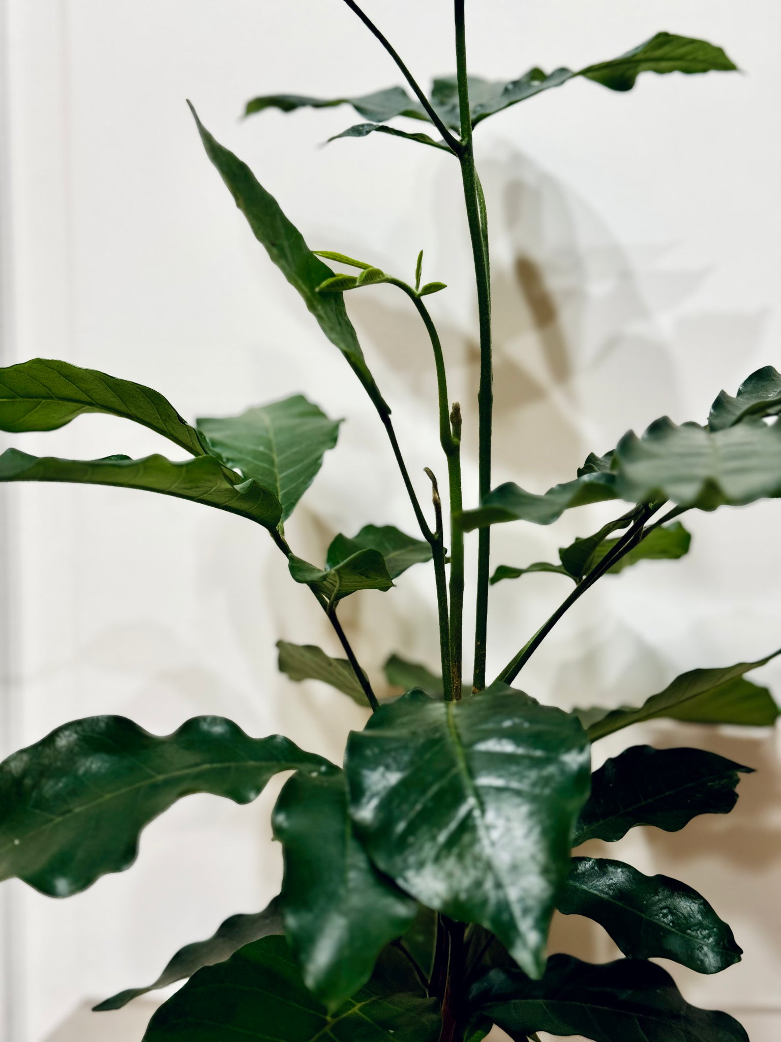 mahogany indoor plant Natal mahogany (Trichilia emetica) – Happy Sunrize