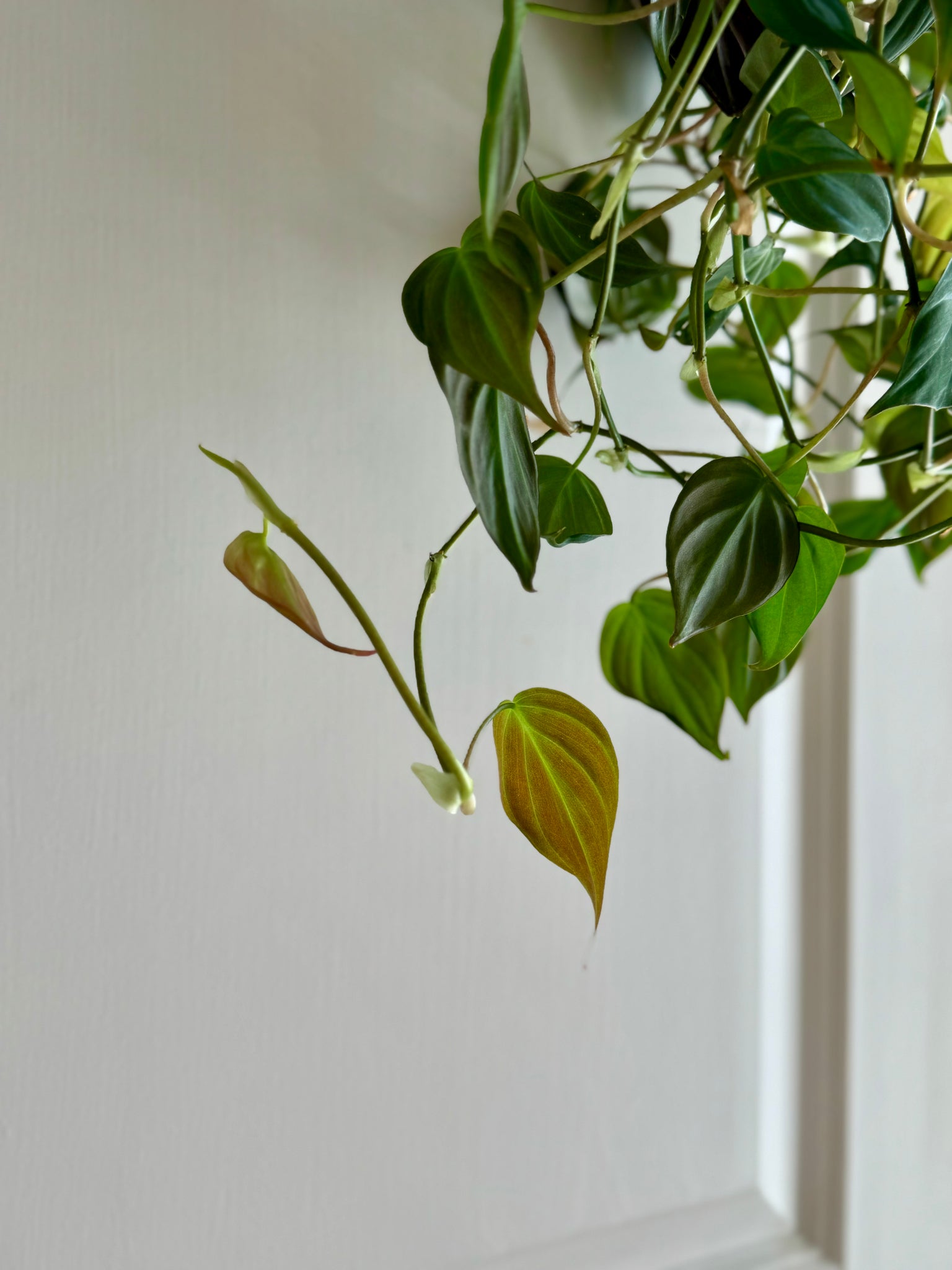 heartleaf philodendron vs micans Velvet Heartleaf Philodendron (Philodendron Micans ) – Happy Sunrize