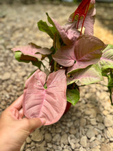Load image into Gallery viewer, Pink Arrowhead Plant (Syngonium Podophyllum Pink Allusion)
