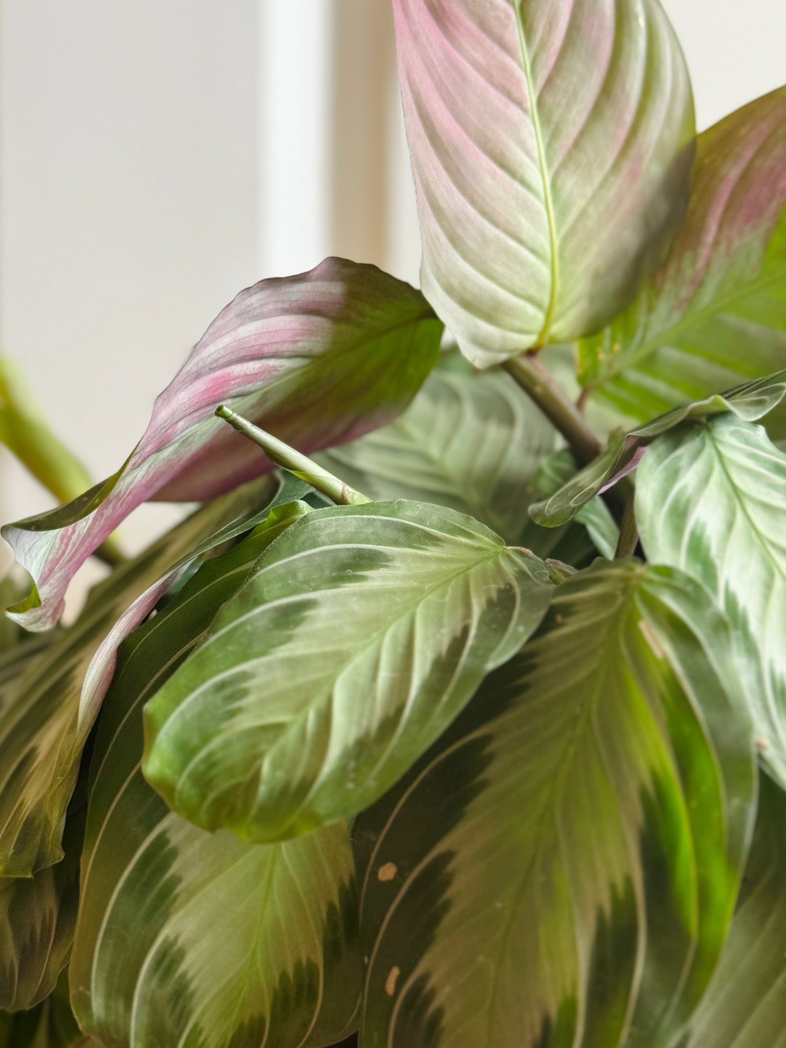 silver band prayer plant Silver Band Prayer Plant (Leuconeura Maranta Silver Band) – Happy Sunrize