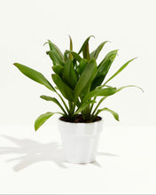Load image into Gallery viewer, Good Luck Plant (Cordyline glauca)

