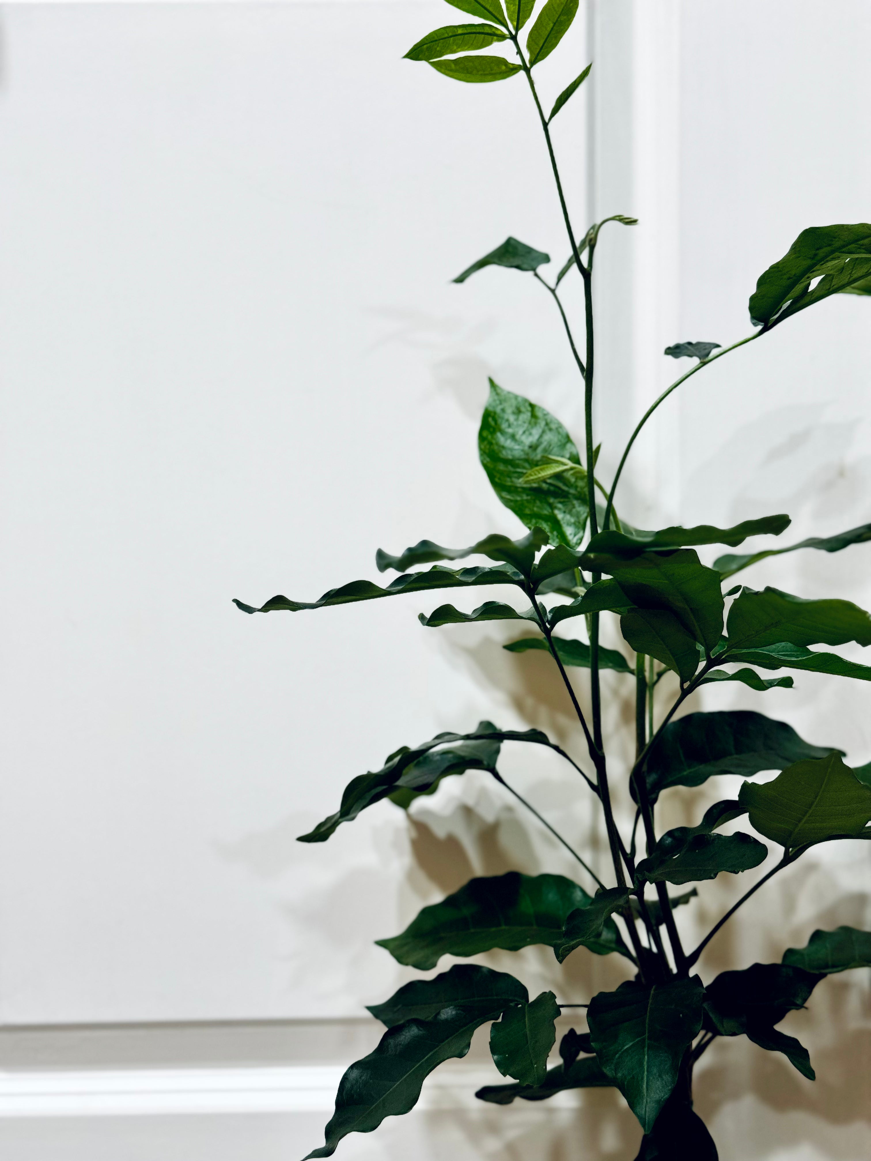 mahogany indoor plant Natal mahogany (Trichilia emetica) – Happy Sunrize