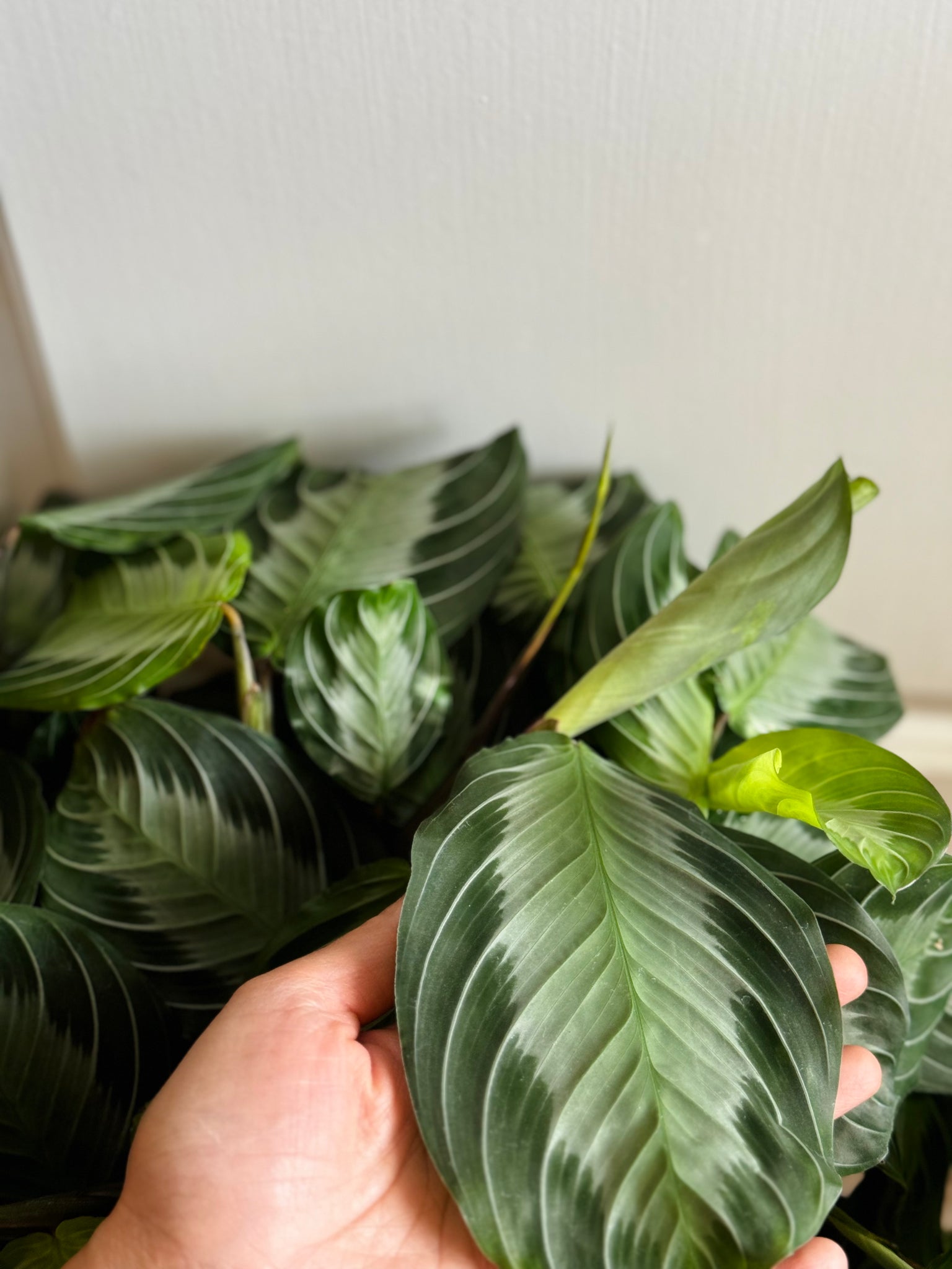 prayer plant silver band Silver Band Prayer Plant (Leuconeura Maranta Silver Band) – Happy Sunrize