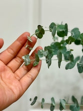 Load image into Gallery viewer, Glacier Eucalyptus
