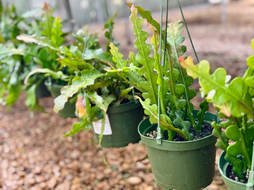 Ric Rac Cactus (Epiphyllum anguliger)